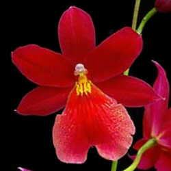 Burrageara Nelly Isler